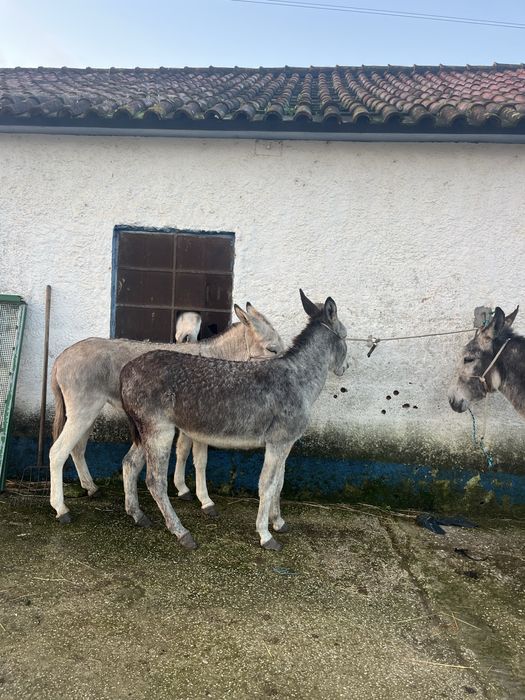 Burras mansas e ptenhas