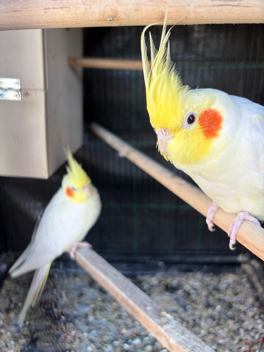 Vendo casal de caturras