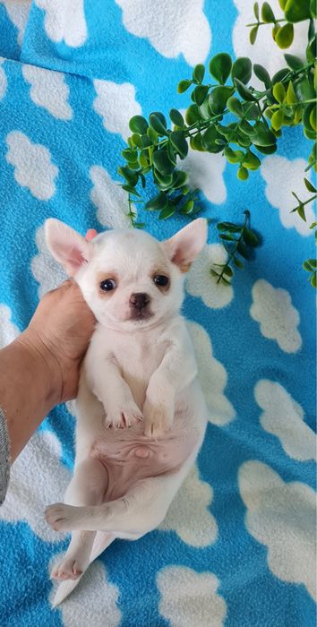 Excelente mini chihuahua/chiuaua Qualidade, Linhagem Russa