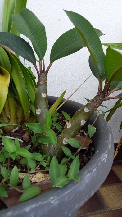 Estaca de plumeria com raiz