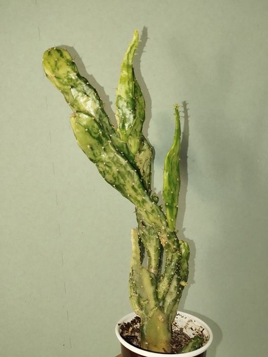 Opuncja monacantha variegata