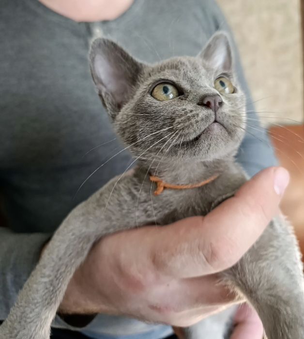 Кошечка бурма голубой окрас