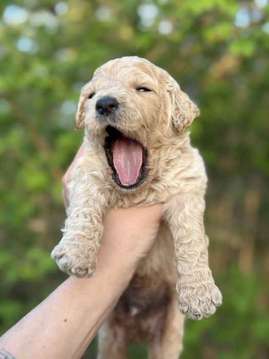 Карамельний лабрадудль (голдендудль/коббердог)