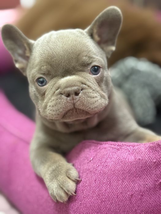 Маленька булочка