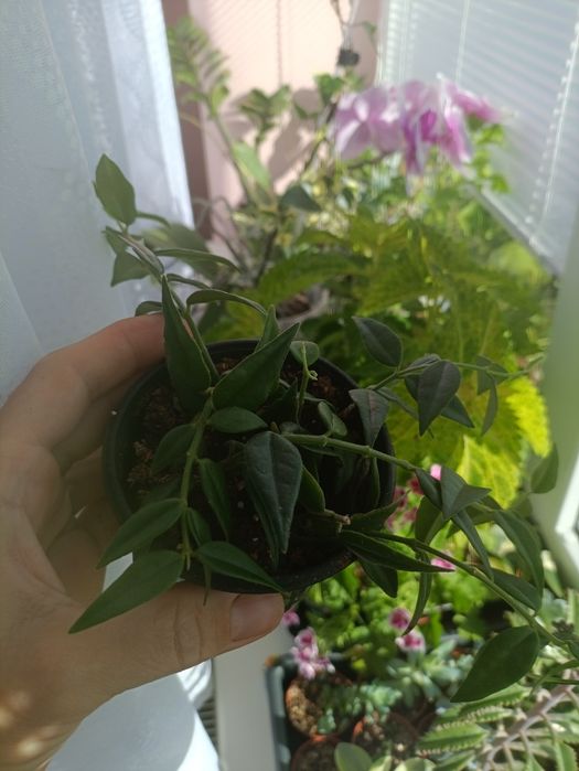 Кімнатна Хойя Белла