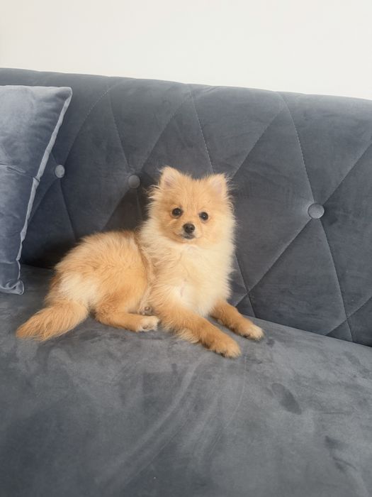 Samczyk szpic miniaturowy