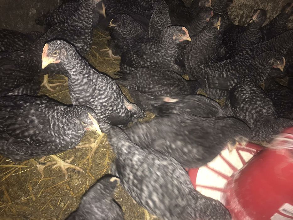 Кури, циплята несучки