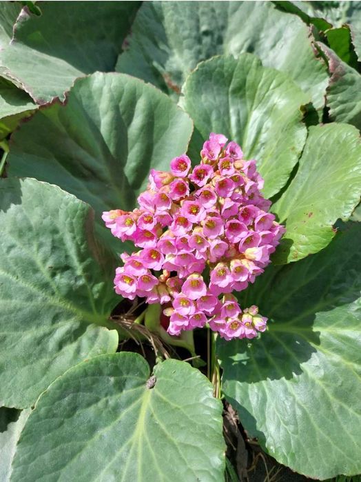 Bergenia ogrodowa 10 sadzonek