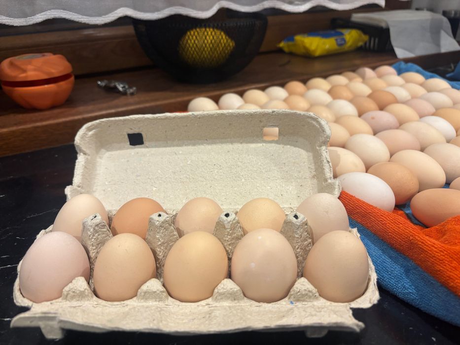 Jaja z wolnego wybiegu