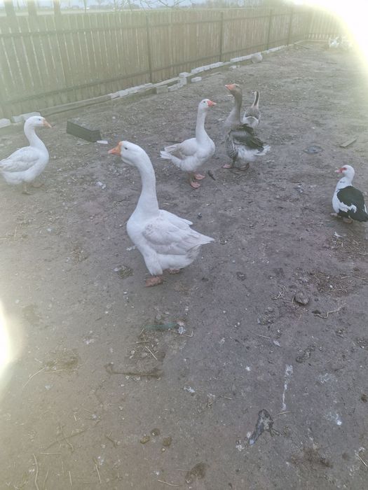 Sprzedam Kaczki i gęsi