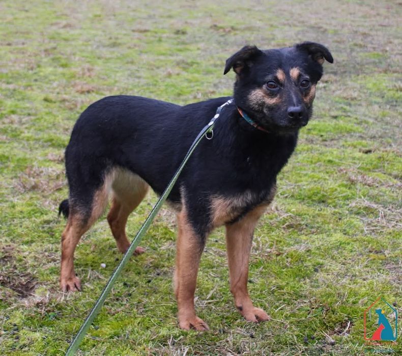 Flanka 34/22 - SZUKA DOMU!