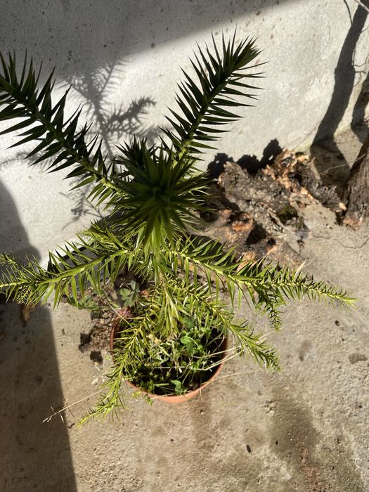 Árvores de jardim abeto, auracaria e Acer