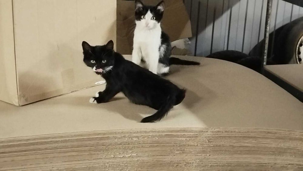 Віддам кошенят в хороші руки