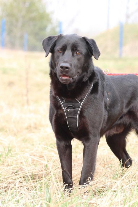 Do adopcji - BLACK