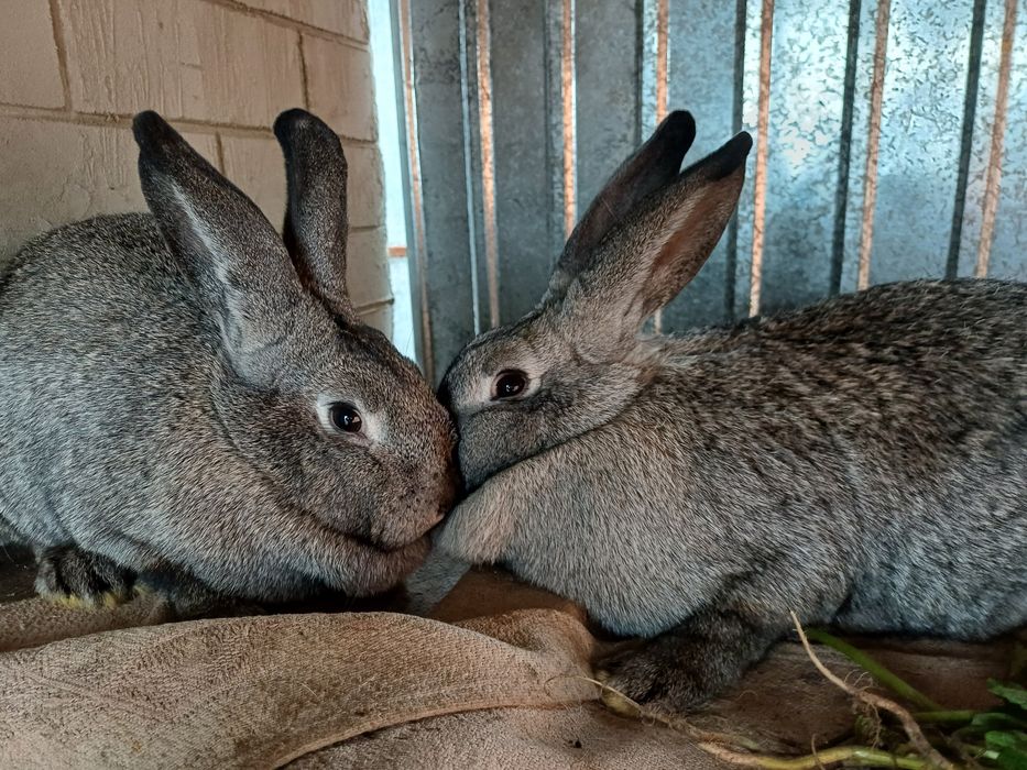 6  місячні самочки