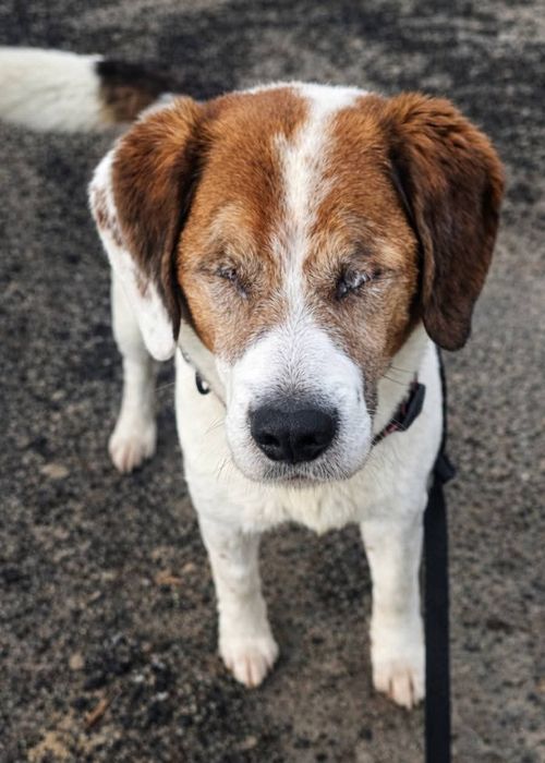 Gałgan- niewidomy mix beagle w schronisku