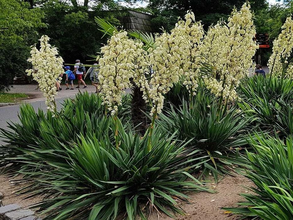JUKA KORALIŃSKA Piękna Sadzonka 3 letnia YUCCA