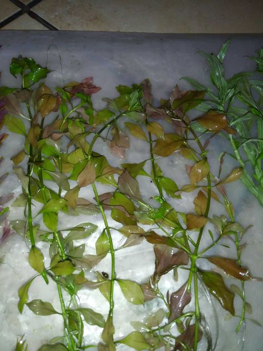 Акваріумні  рослини (ціна за набір)