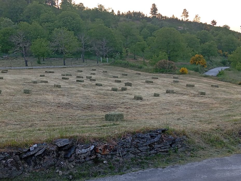 Feno muito bom. ótimo preço.