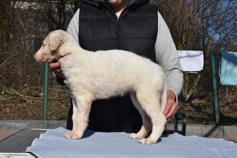 Chart rosyjski borzoj-suczka