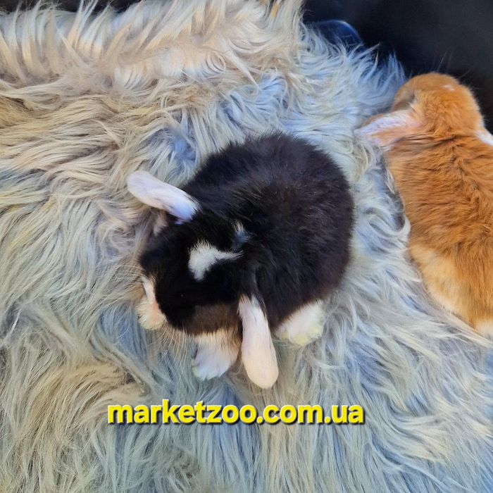 Карликовий кролик, що підкорює серця — Mini Lop