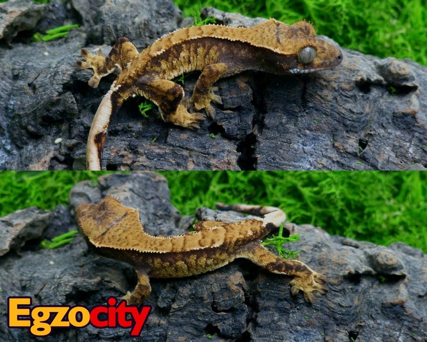 Gekon orzęsiony Extreme Harlequin odbiór osobisty