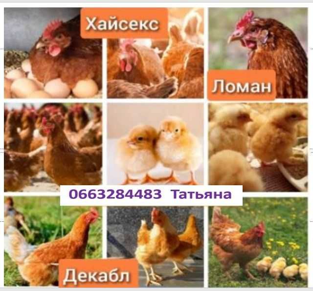 Яйця птахомолодняка свійської птиці