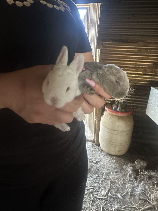 Troca de coelhos de raça