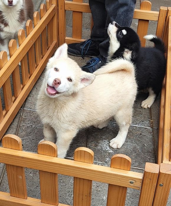 Сибирский хаски щенки