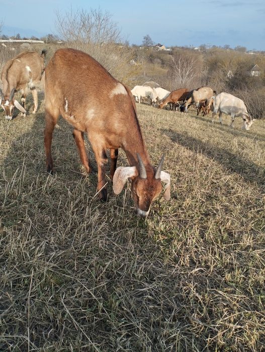 Козочки продам козенята