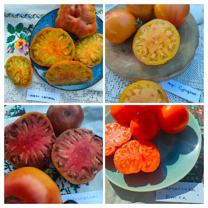"Моя Україна" набір насіння колекційних томатів