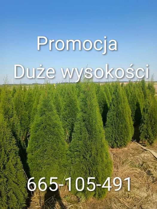 tuja szmaragd 170 180cm