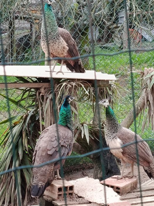 Pavões várias idades