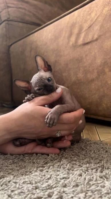 Канадские сфинксы