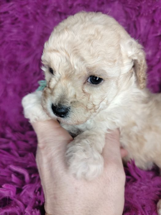 Pudel Toy/Miniatura w kolorze creme-apricot.

Rodzice maluszków to m