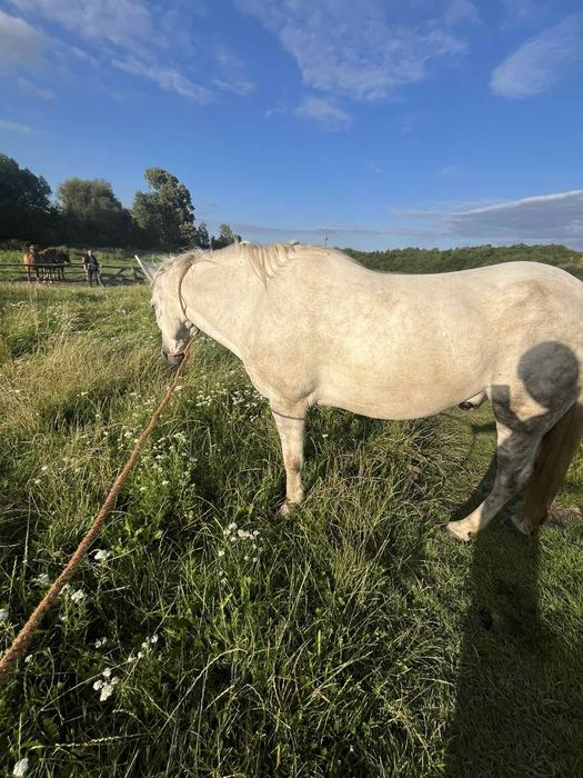 Продається кінь!