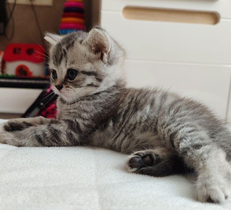 Останній!  Шотландське кошеня хлопчик скотіш страйт