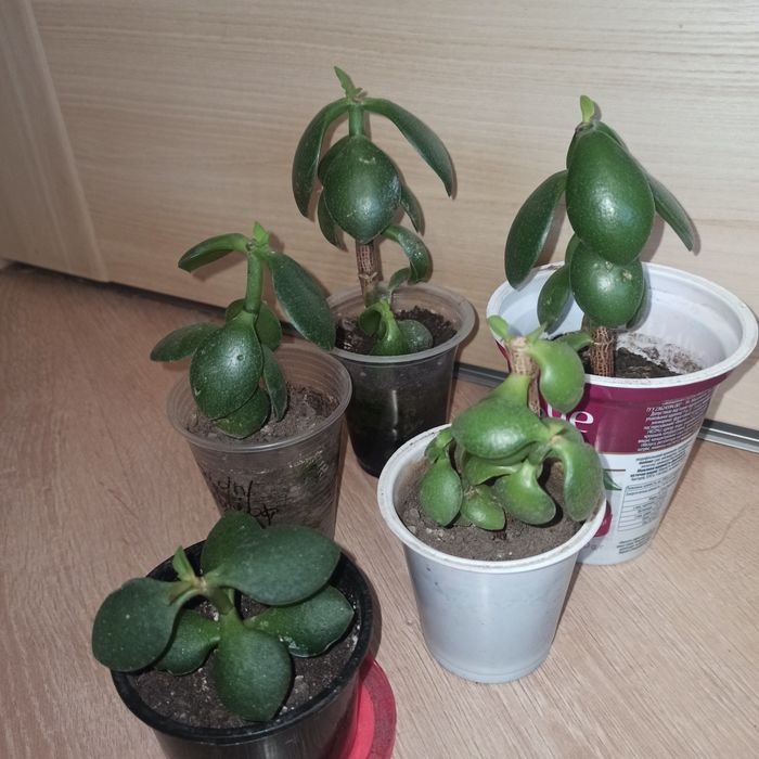 Продам грошове дерево