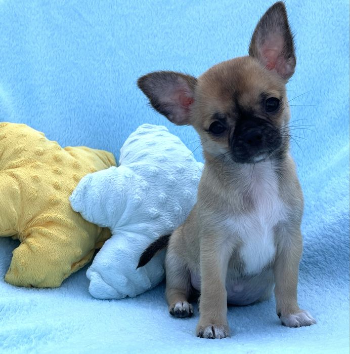 Chihuahua Macho disponivel