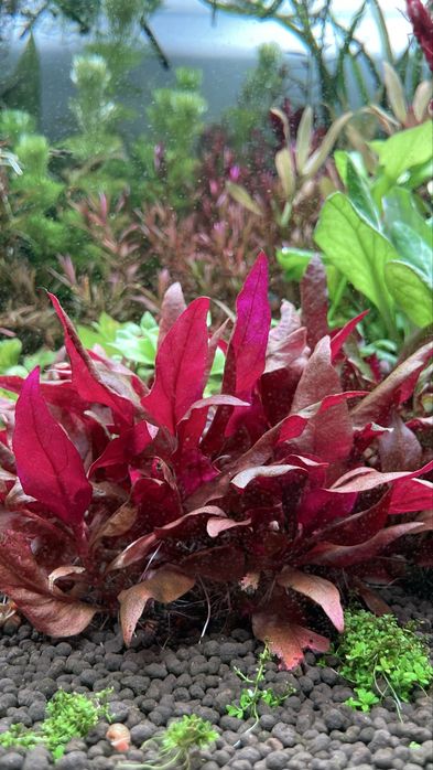 Alternanthera reineckii red