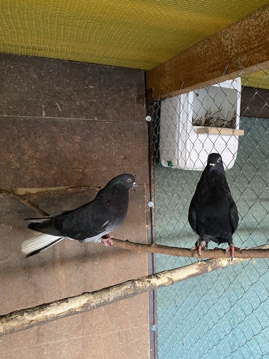 Продам голубиї кури