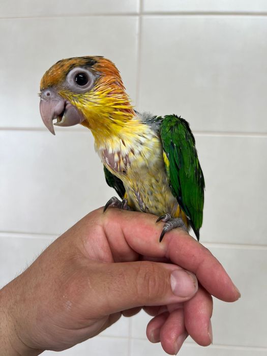 Marianinha Cabeca Canela Calção Amarelo