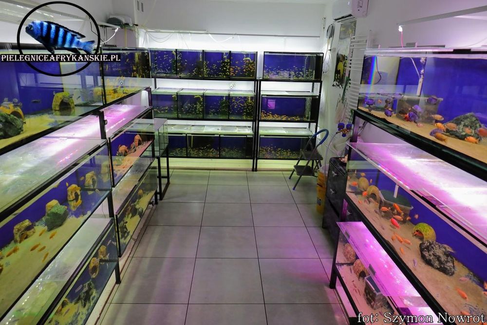 Pyszczaki z Malawi. Hodowla. Aulonocara mix. Wysyłka na cały kraj.