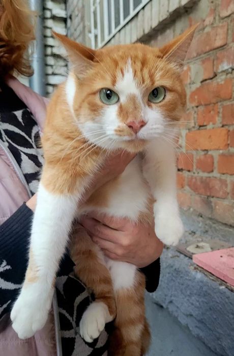 Отдам рыже-белую кошку