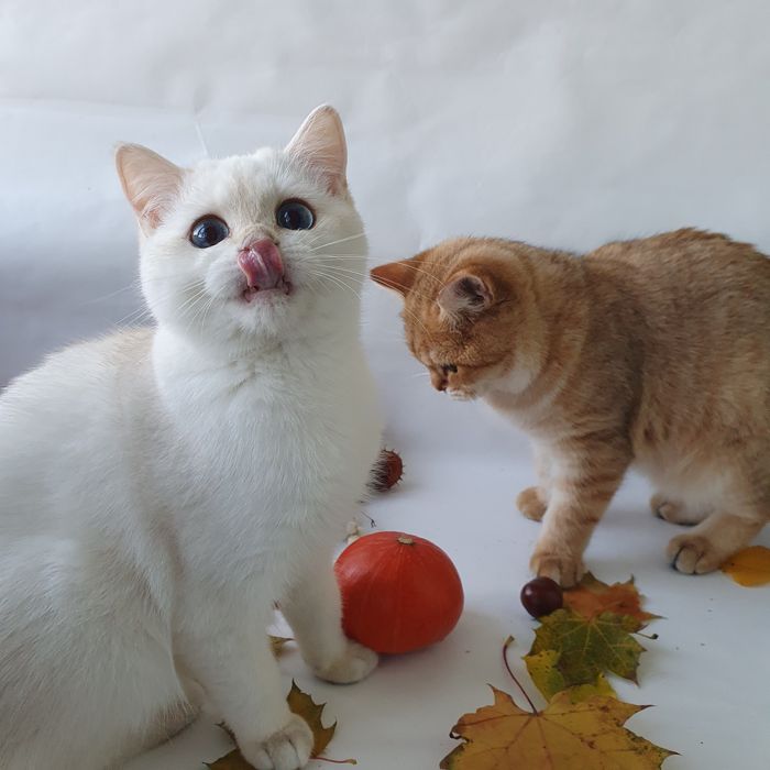 Киев Белый, черный, рыжий, золотой есть котята у нас всех окрасов. Кие