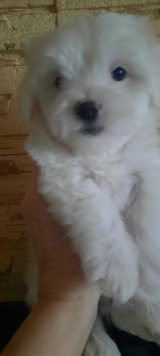 Продажа щенков мальтийской болонки