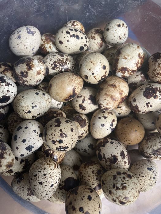 Інкубаційні яйця перепела