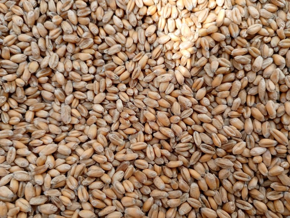 Pszenica, pszenżyto, ,owies
