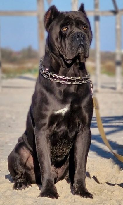 Кане корсо девочки