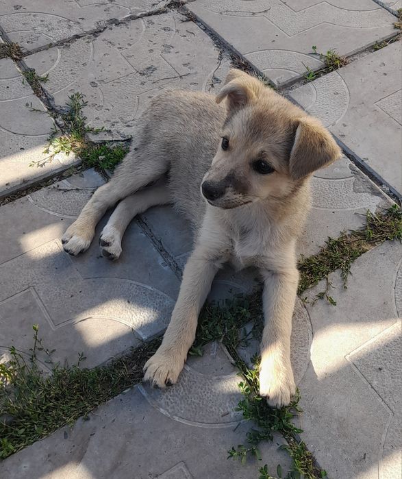 Цуценята шукають дім.